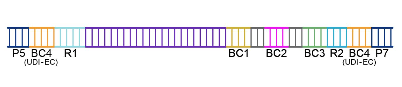 TCR sequencing amplicon.JPG