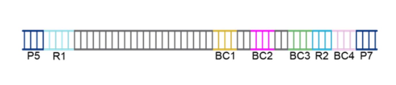WT single index sequencing amplicon.JPG