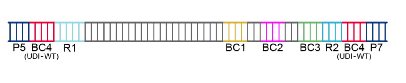 WT sequencing amplicon.JPG