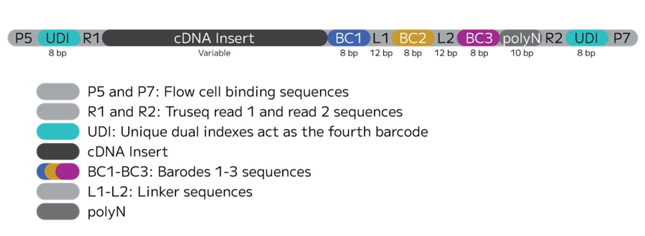 Evercode TCR_WT sequencing amplicon.jpg
